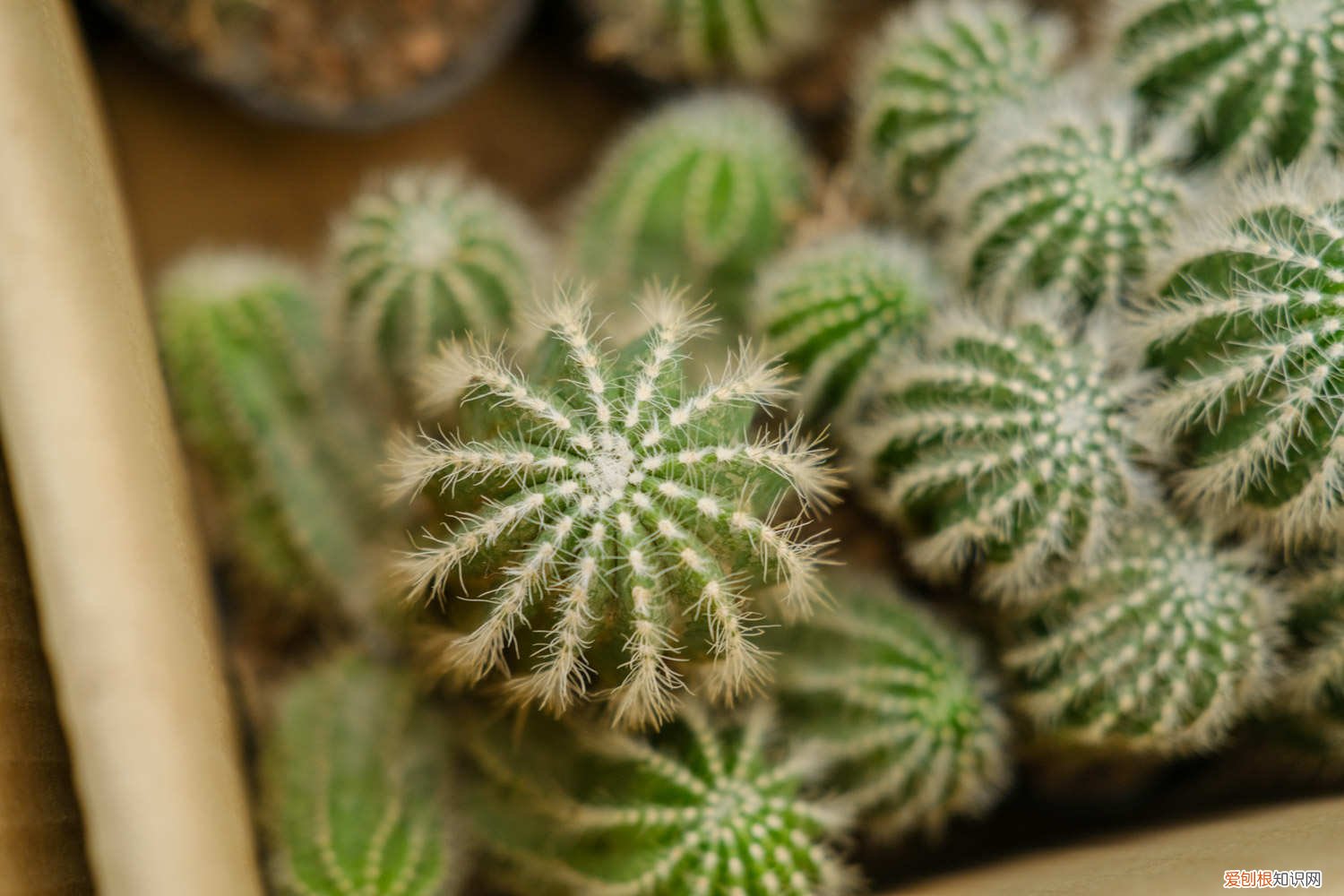 仙人球秋季怎么养 仙人球秋天怎么养