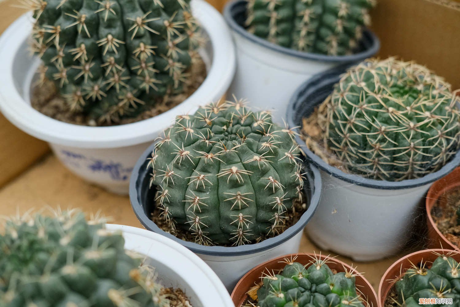 仙人球秋季怎么养 仙人球秋天怎么养