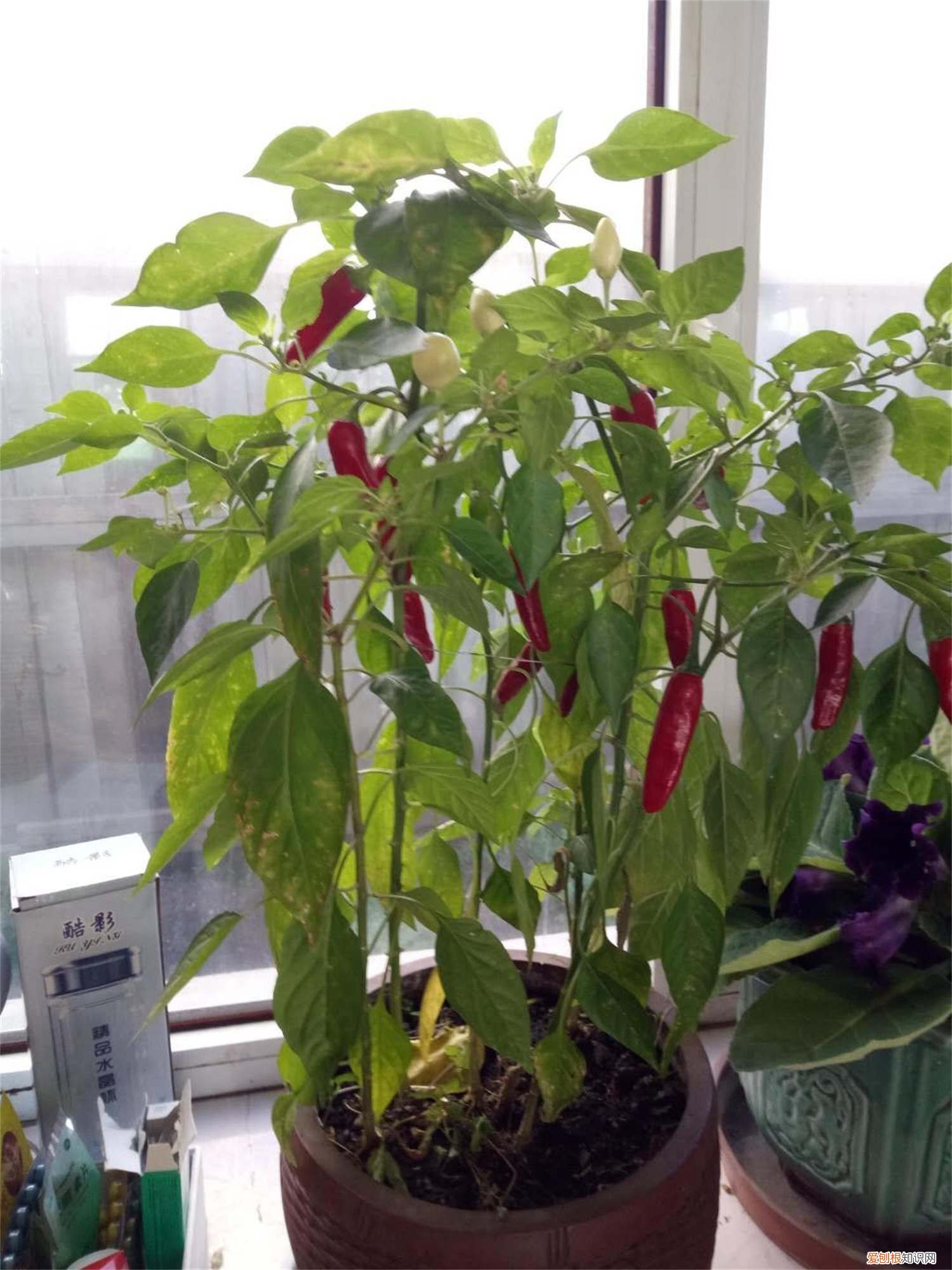 热性蔬菜有哪些大全 热性蔬菜有哪些