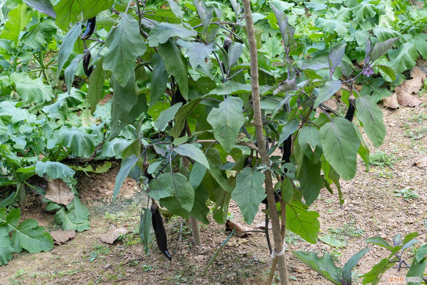 热性蔬菜有哪些大全 热性蔬菜有哪些