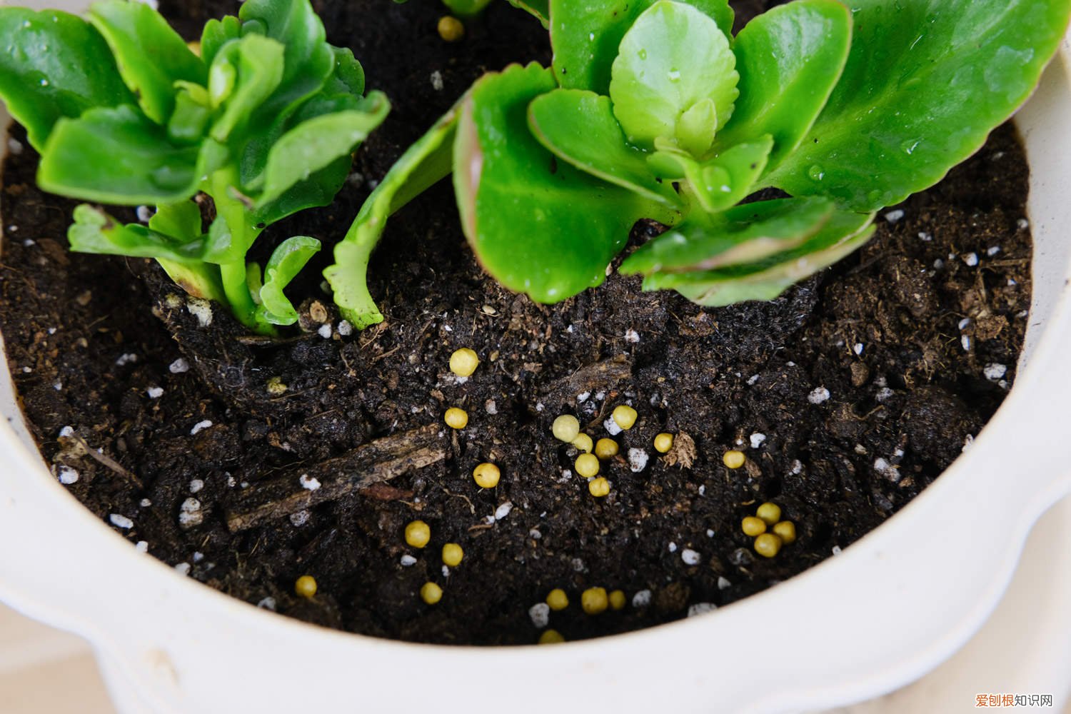长寿花苞干枯了是什么原因? 长寿花花苞枯萎怎么办