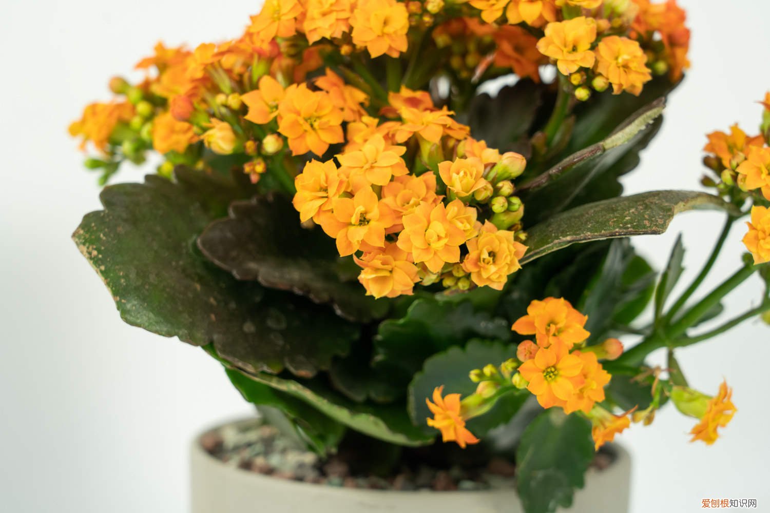 长寿花苞干枯了是什么原因? 长寿花花苞枯萎怎么办