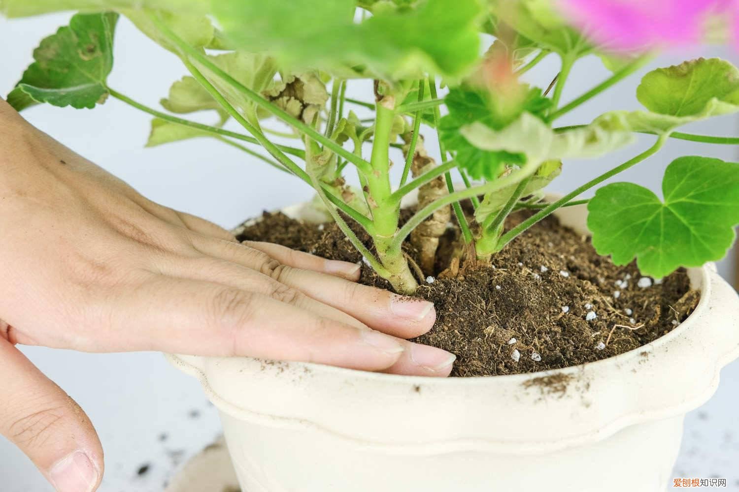 天竺葵不开花怎么回事 天竺葵花开败了怎么办