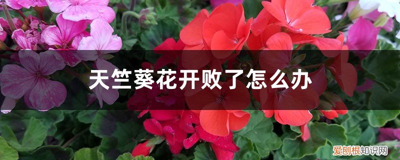 天竺葵不开花怎么回事 天竺葵花开败了怎么办