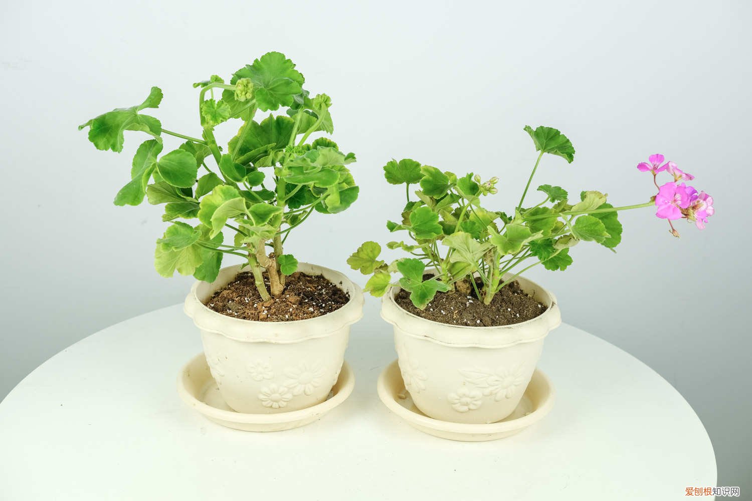 天竺葵不开花怎么回事 天竺葵花开败了怎么办