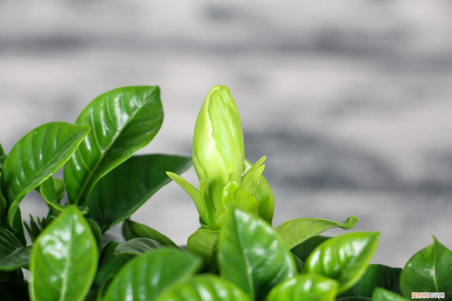 如何促进栀子花生根 如何让栀子花生根