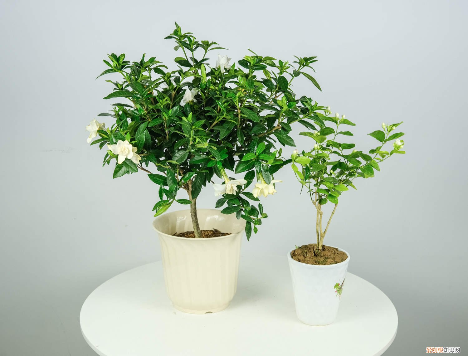 如何促进栀子花生根 如何让栀子花生根