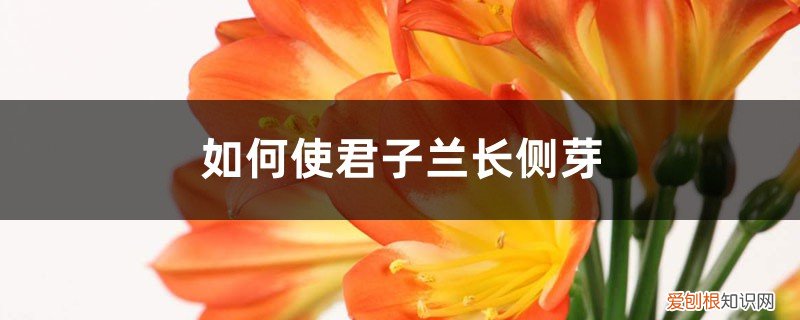 君子兰侧芽生根方法 如何使君子兰长侧芽