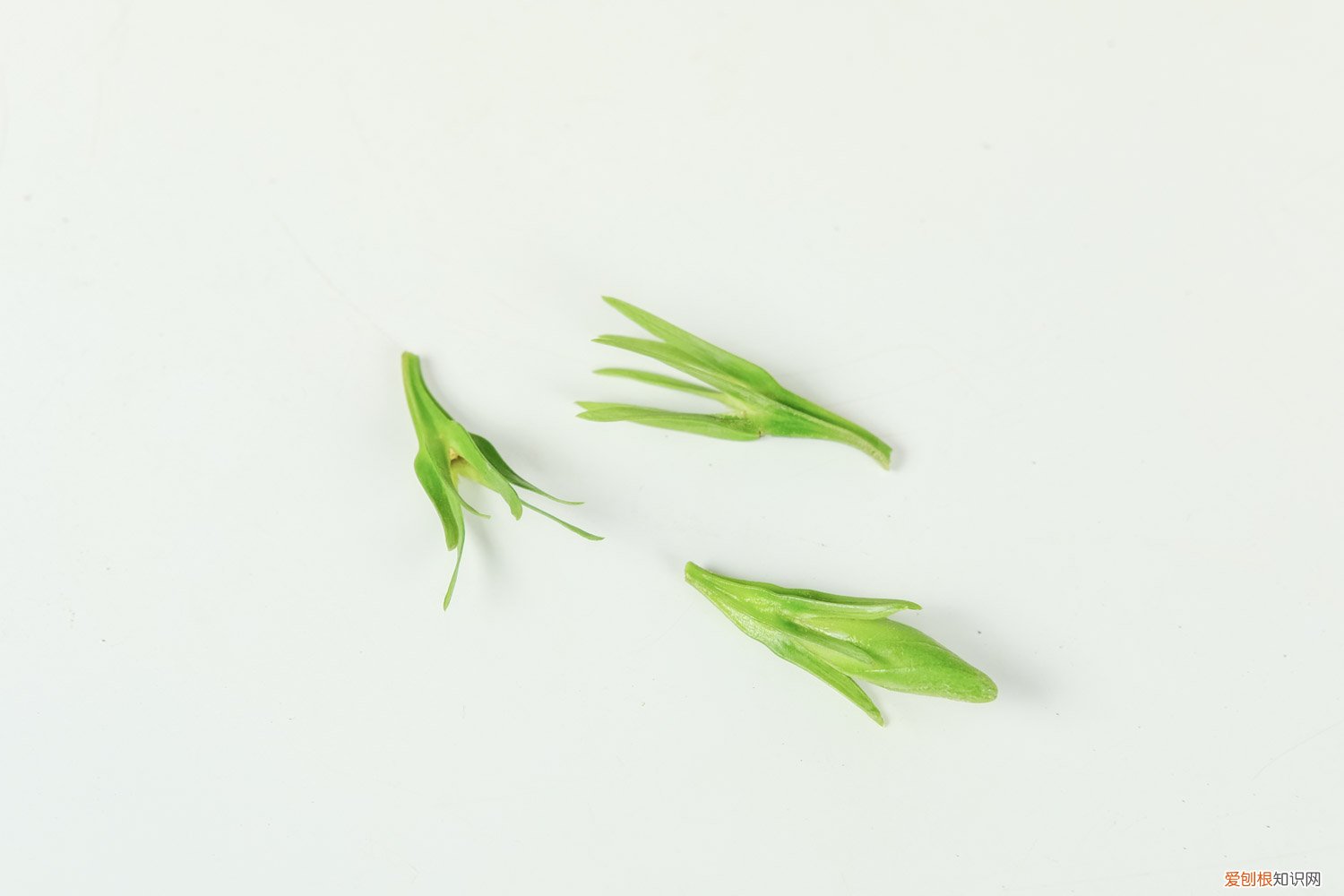 如何让栀子花开花更多 如何让栀子花开花