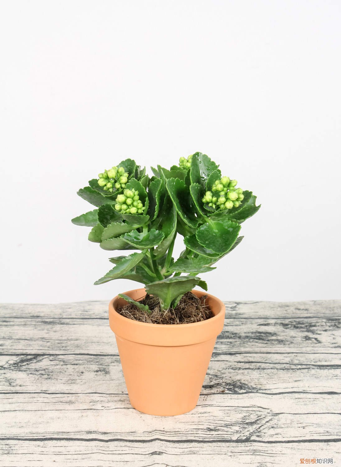 如何让栀子花开花更多 如何让栀子花开花