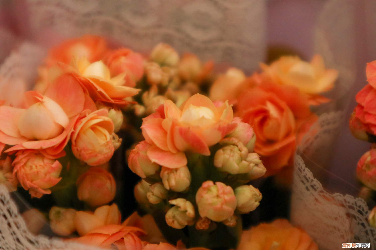 长寿花叶子发软不长怎么回事 长寿花花茎变软怎么办