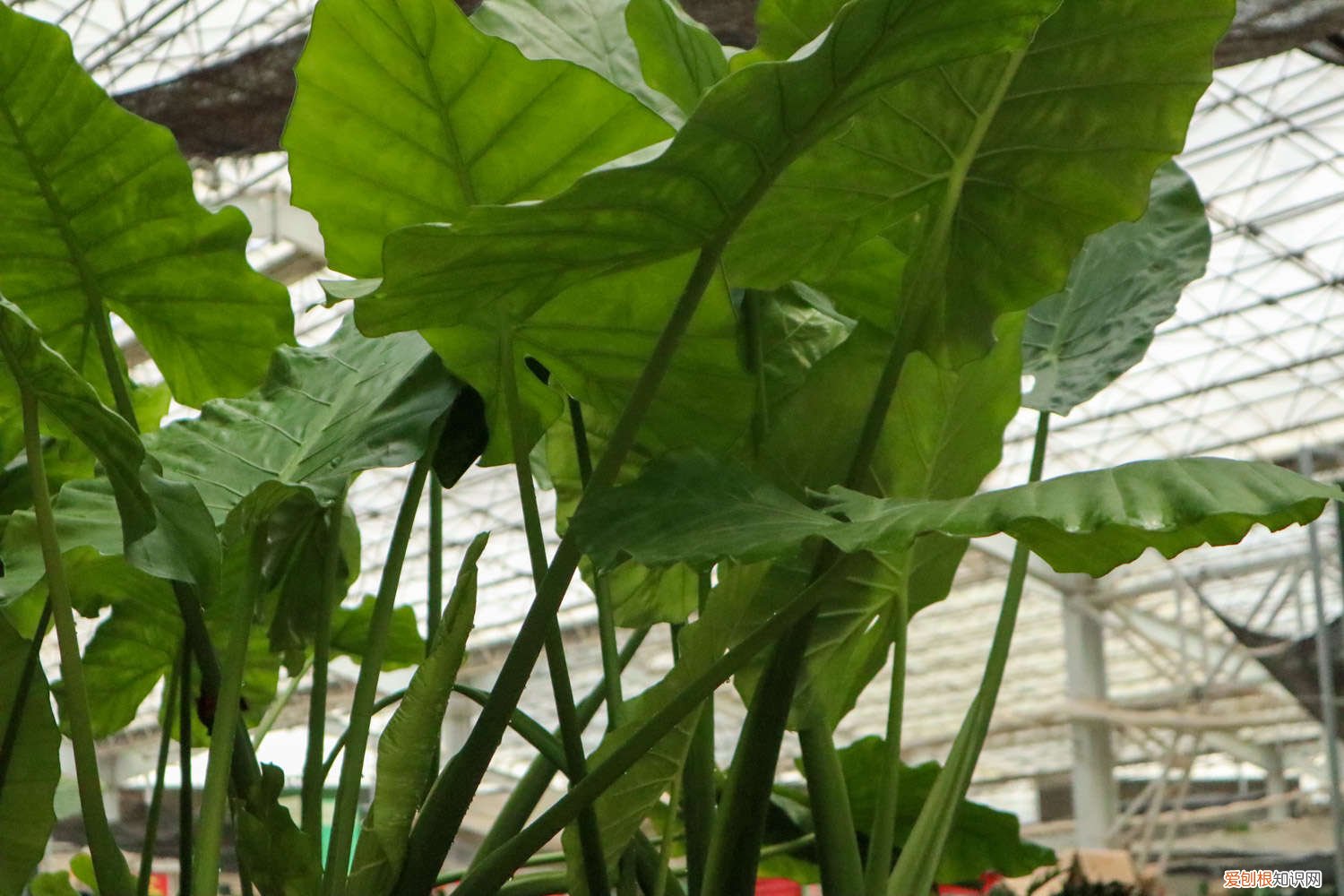 滴水观音适合冬天养吗 滴水观音秋天怎么养