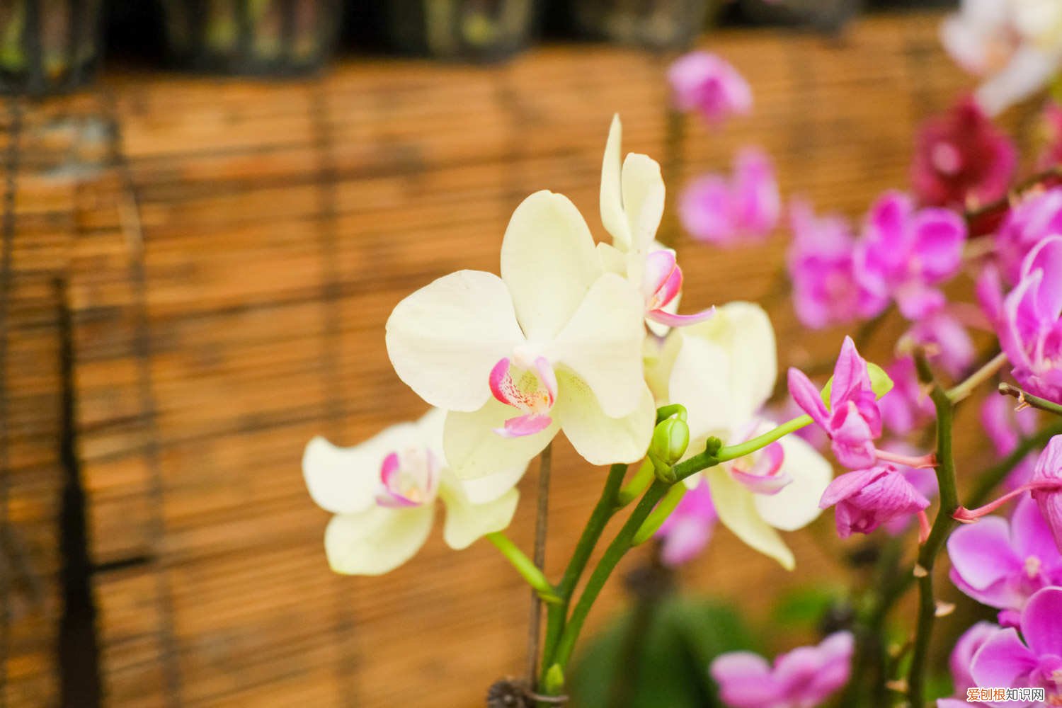 蝴蝶兰几点开放的语句 蝴蝶兰几点开放