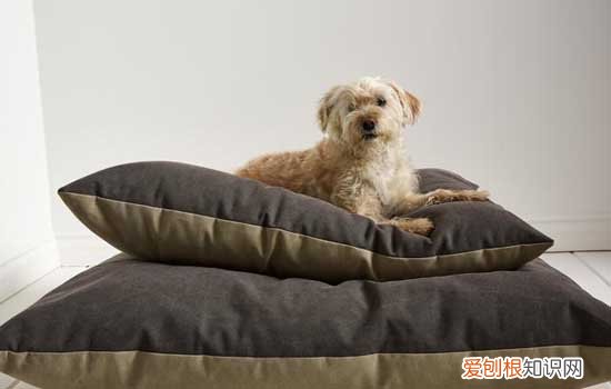 狗狗突然发抖怎么回事 狗狗突然发抖原因