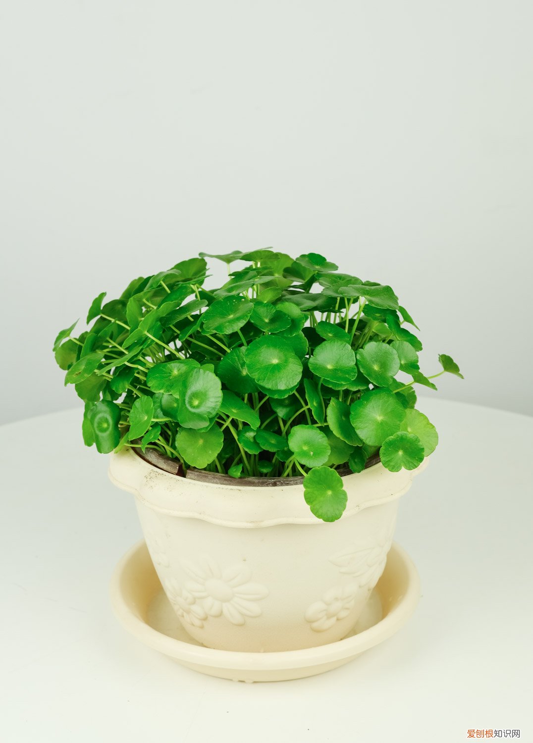 适合领导办公室的绿植 适合领导办公室绿植