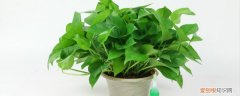 适合领导办公室的绿植 适合领导办公室绿植