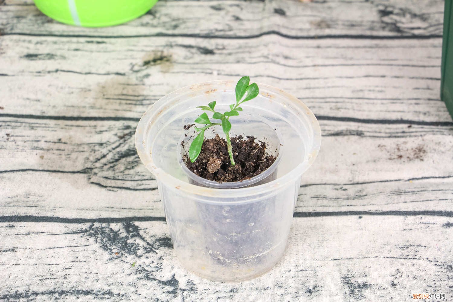 米兰秋天怎么养护和浇水 米兰秋天怎么养