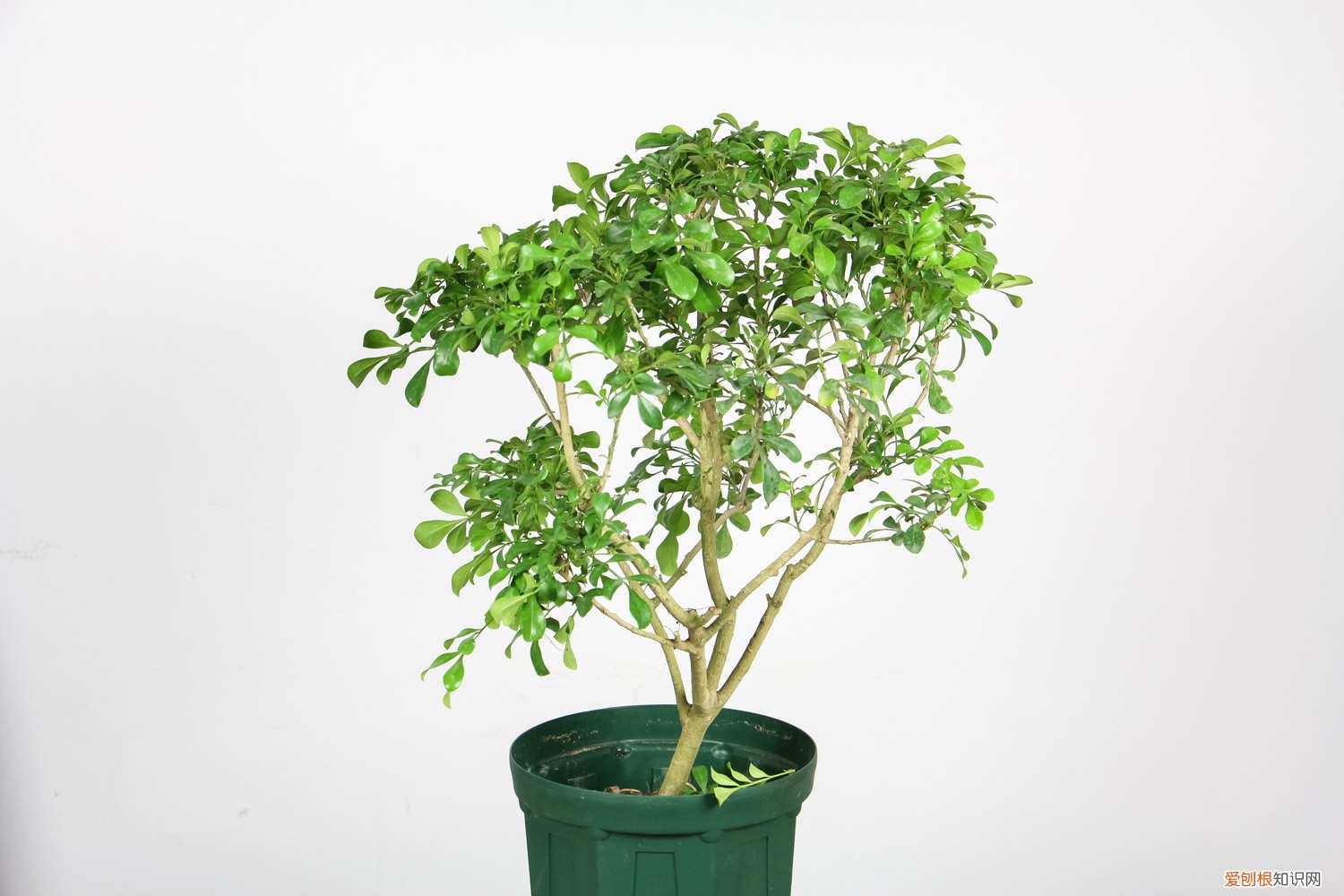 米兰秋天怎么养护和浇水 米兰秋天怎么养