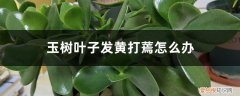 玉树叶片焦黄怎么办 玉树叶子发黄打蔫怎么办