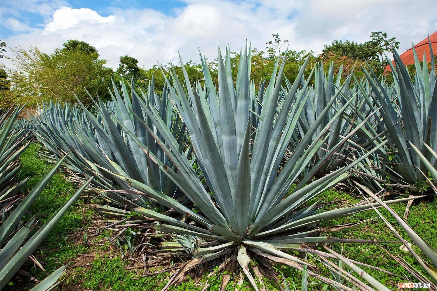 龙舌兰怎么修剪成老桩 龙舌兰怎么修剪