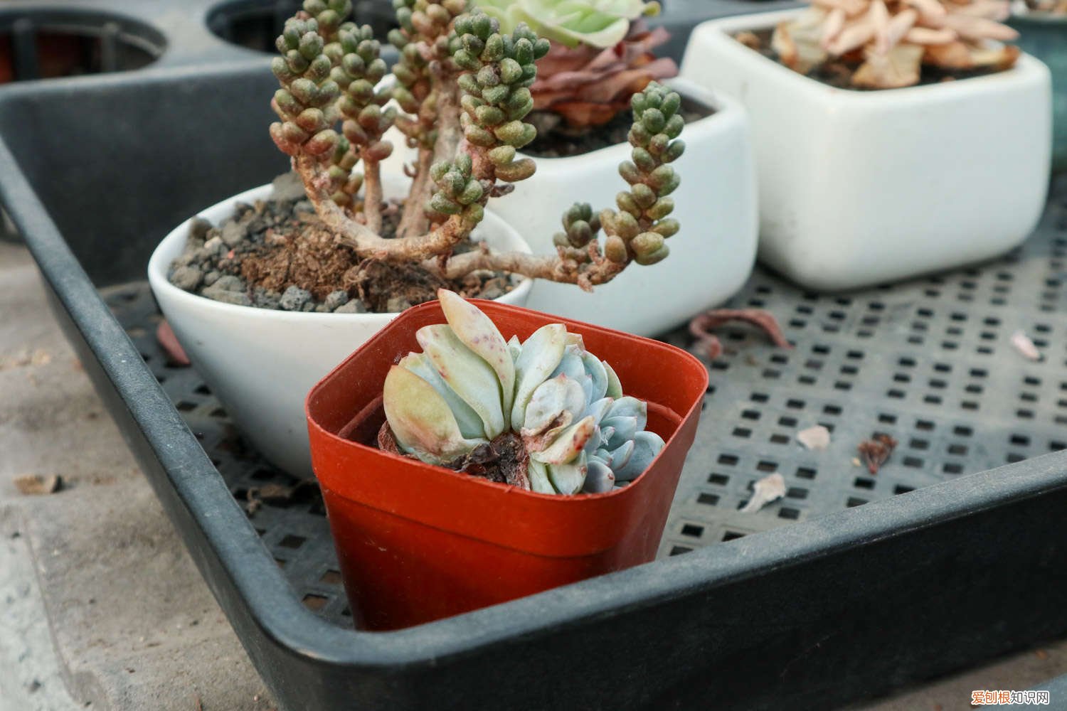 多肉移植后多久晒太阳比较好 多肉移植后多久晒太阳