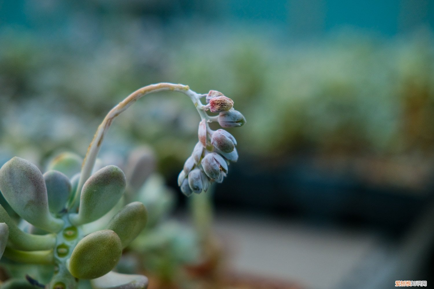 多肉移植后多久晒太阳比较好 多肉移植后多久晒太阳