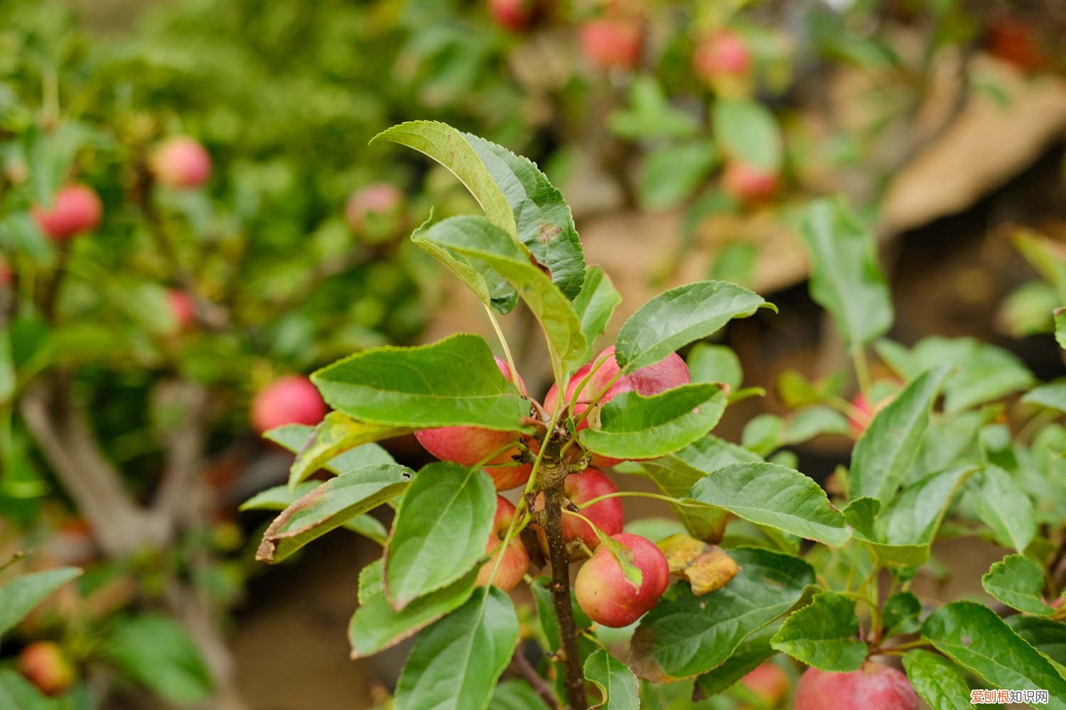 夫妻海棠怎样繁殖 夫妻海棠的种子怎样种