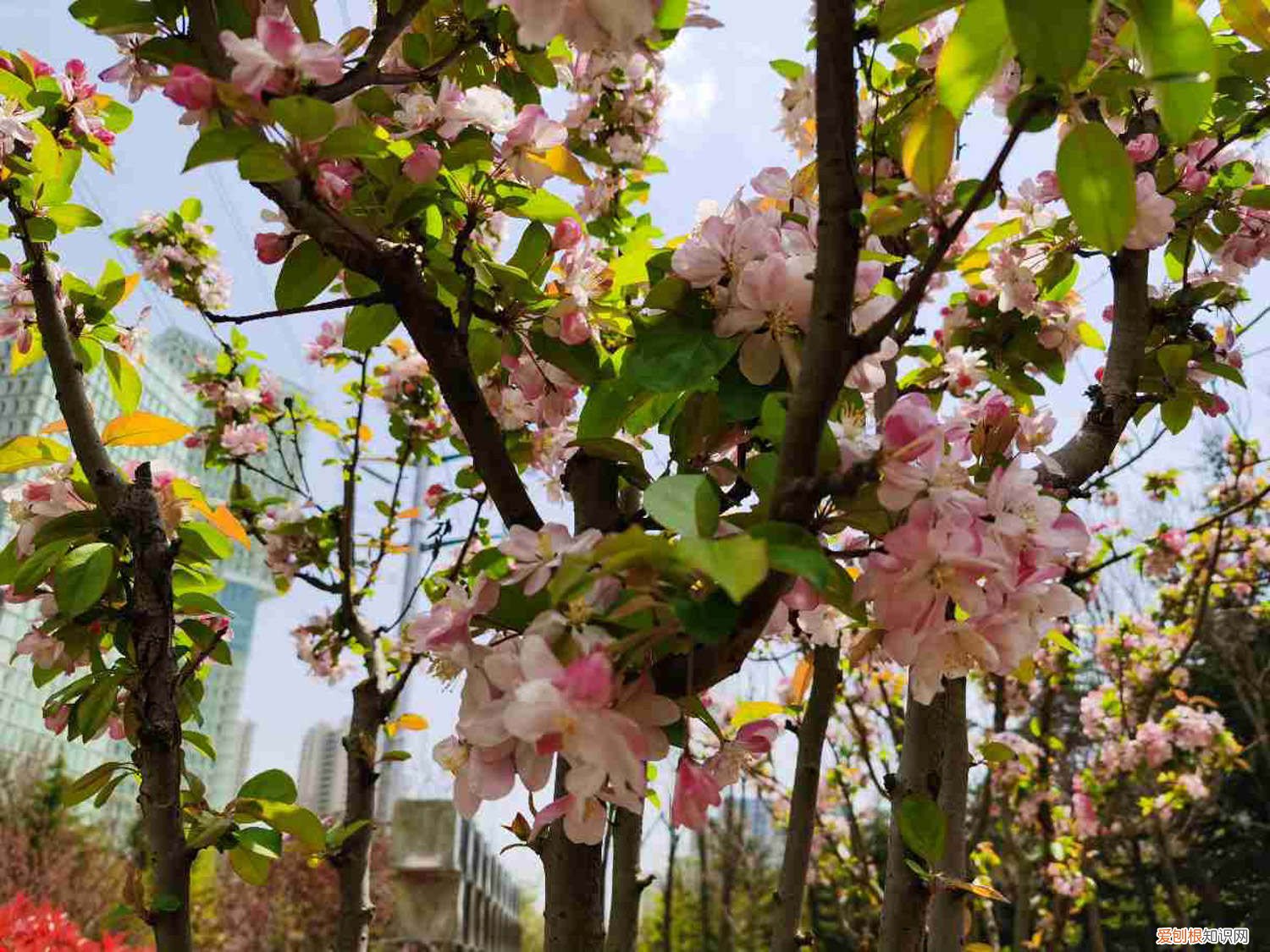 夫妻海棠怎样繁殖 夫妻海棠的种子怎样种