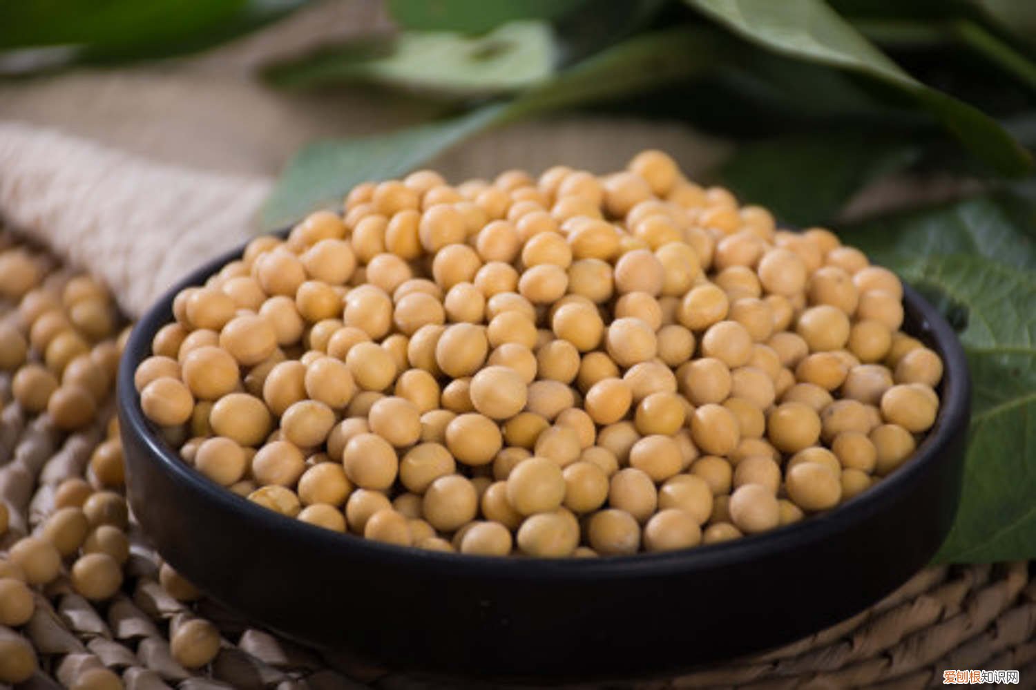 种豆子怕雨水吗 天天下雨怎么种豆