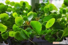 花搬到屋里叶子变黄了 天一冷，这4种花要搬回屋，风一吹叶子就变黄！