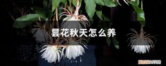 昙花秋天怎么养护和浇水 昙花秋天怎么养