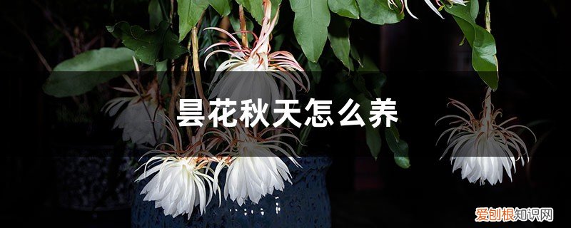 昙花秋天怎么养护和浇水 昙花秋天怎么养
