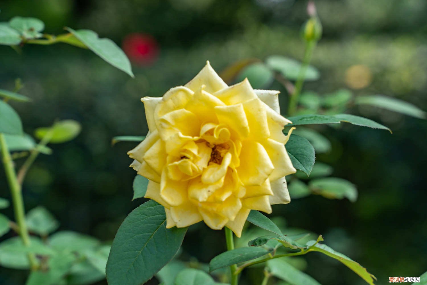 月季深秋可以换盆吗 秋天给“月季”换个盆，教你1招，新手小白也能行！