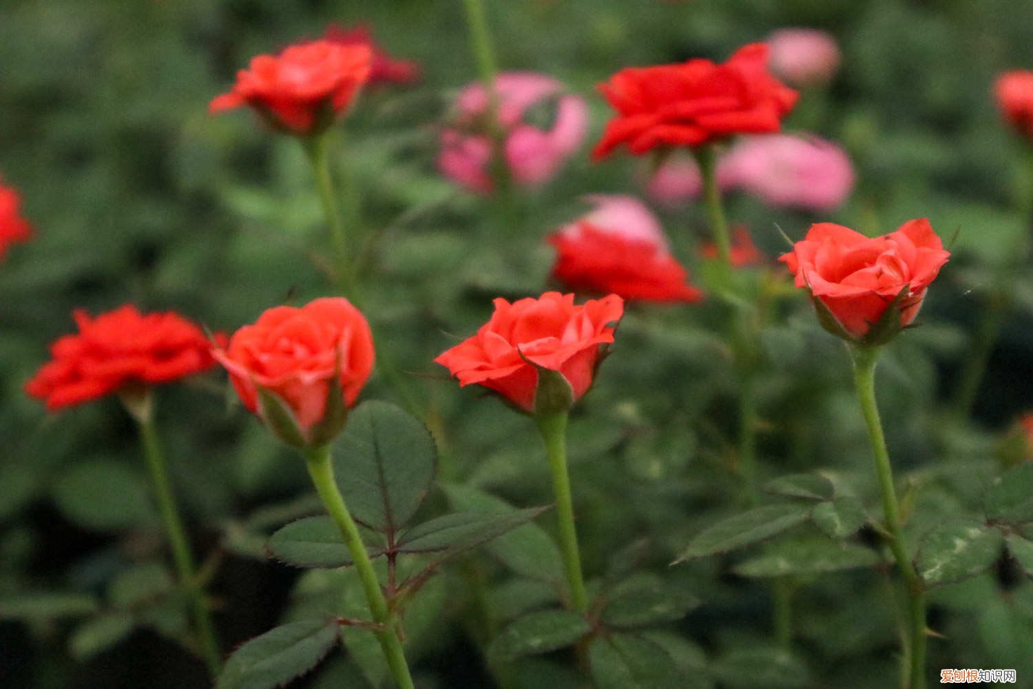 月季深秋可以换盆吗 秋天给“月季”换个盆，教你1招，新手小白也能行！