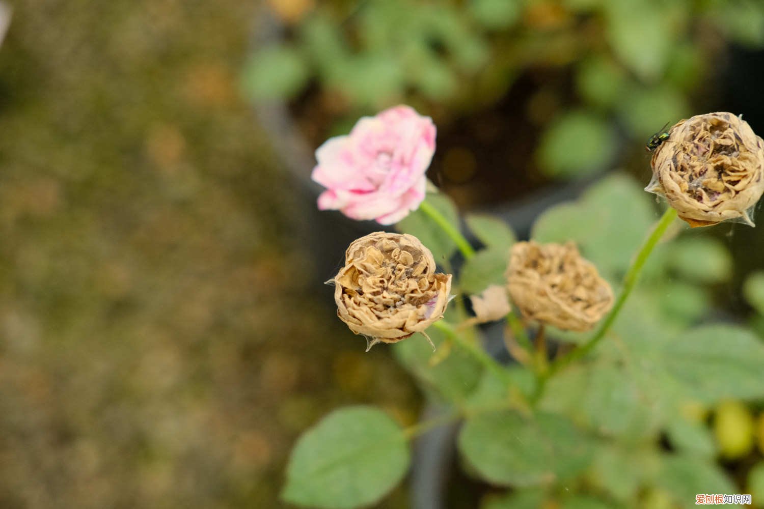 月季深秋可以换盆吗 秋天给“月季”换个盆，教你1招，新手小白也能行！