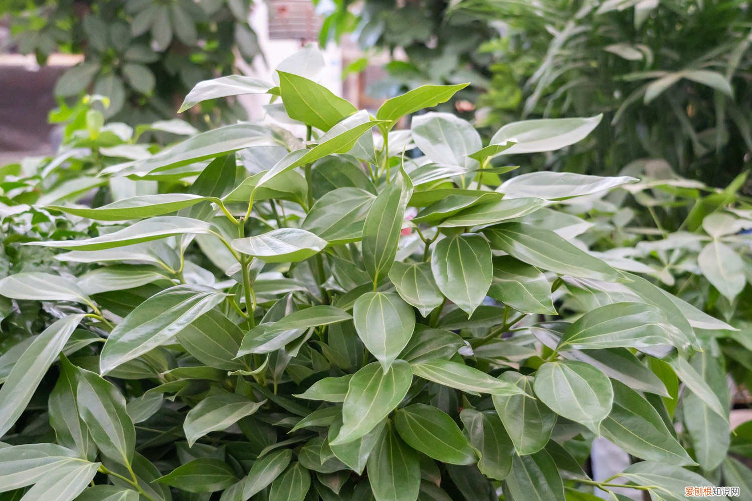 平安树秋冬季怎样浇水 平安树秋天怎么养