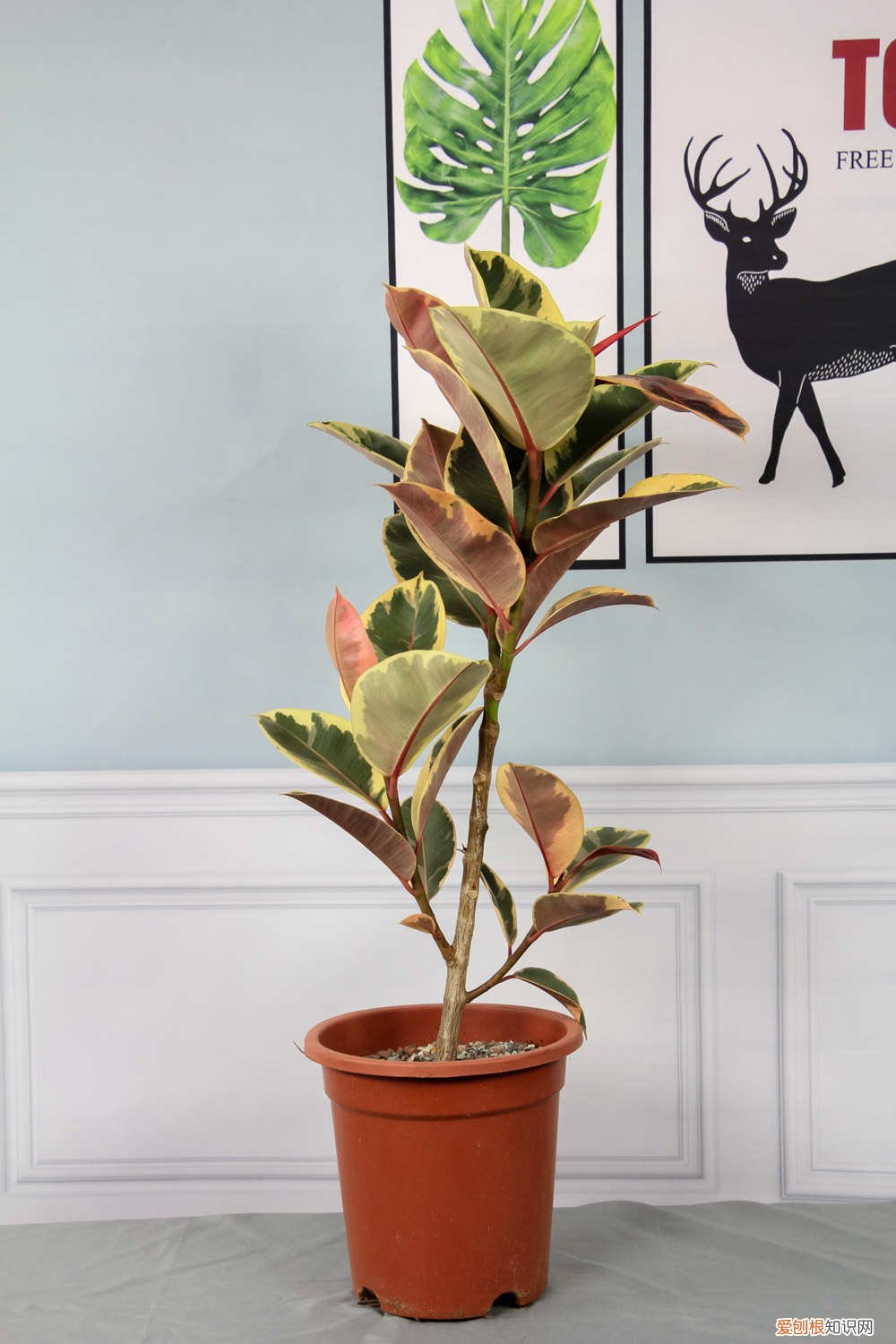 秋季橡皮树的养殖方法和注意事项 橡皮树秋天怎么养