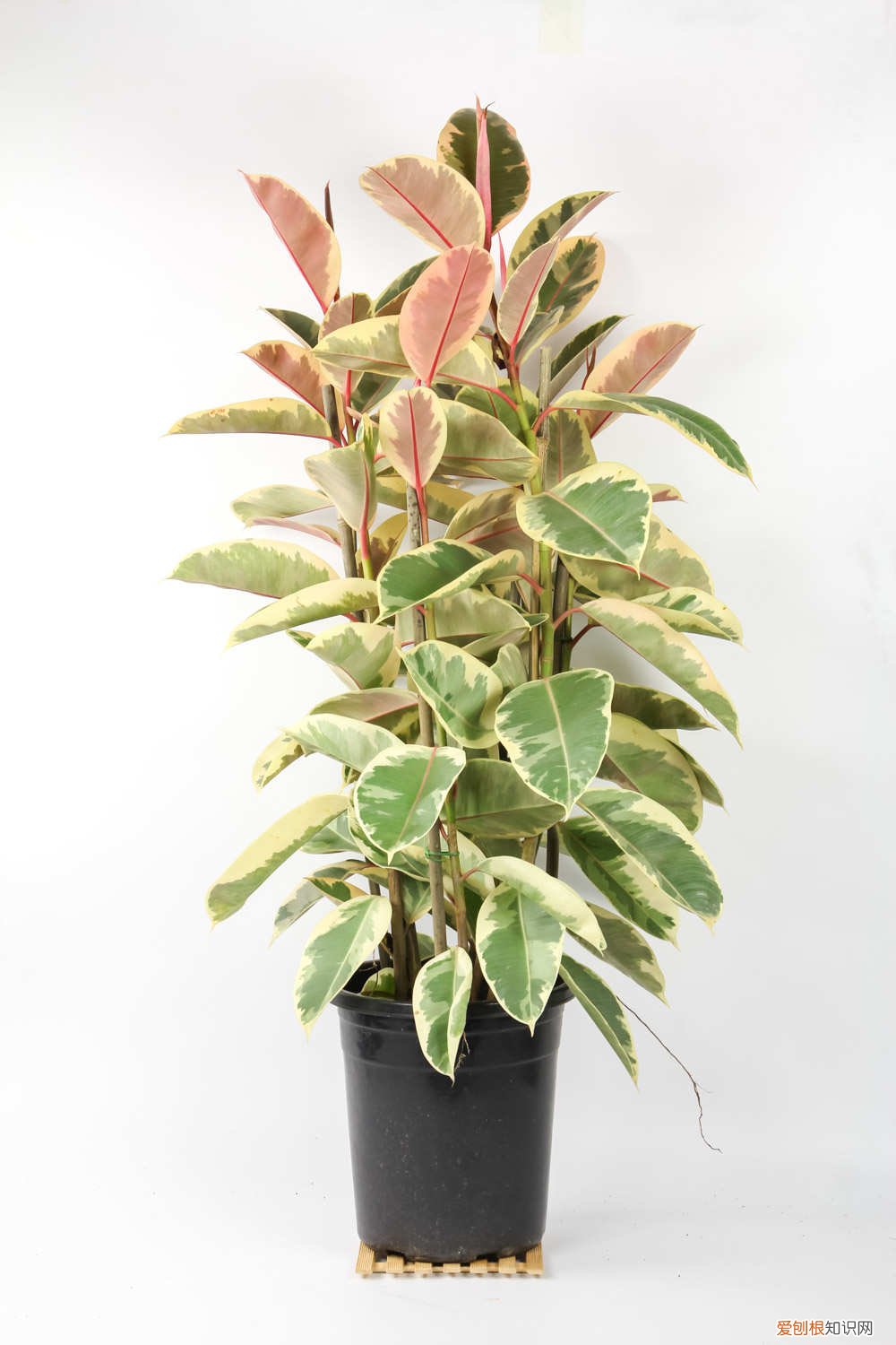 秋季橡皮树的养殖方法和注意事项 橡皮树秋天怎么养