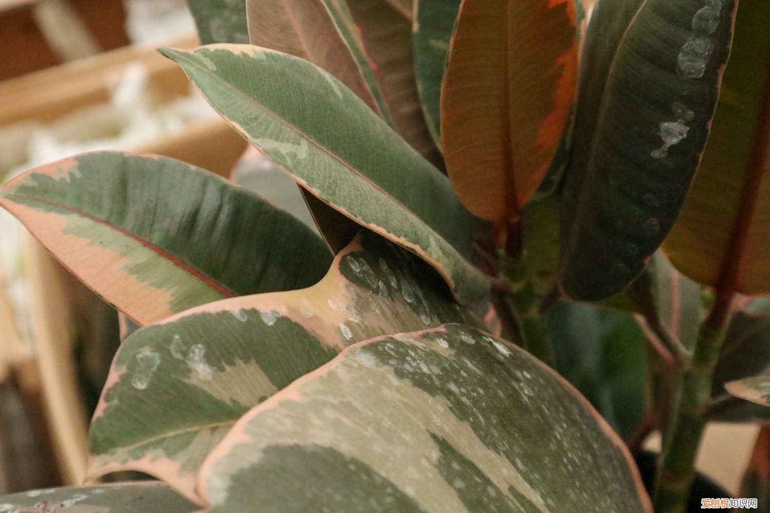 秋季橡皮树的养殖方法和注意事项 橡皮树秋天怎么养