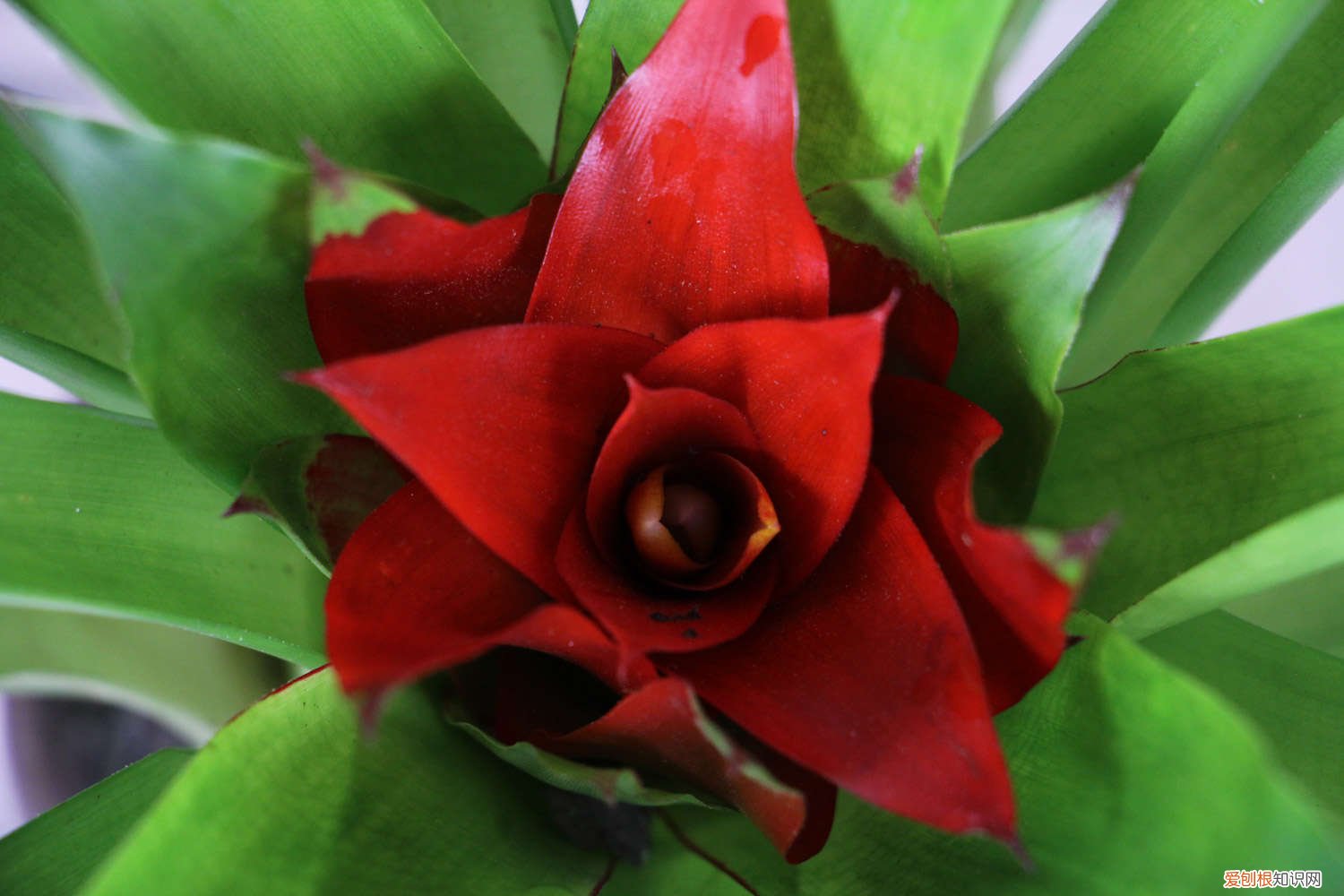 冬季如何养鸿运当头 鸿运当头秋天怎么养