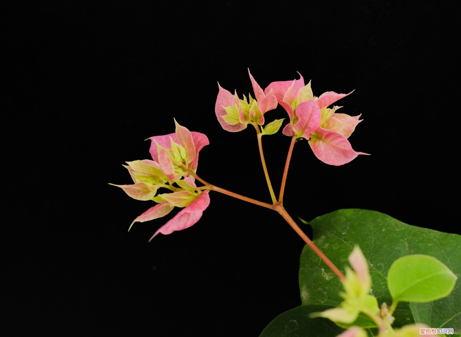 三角梅秋天养护 三角梅秋天怎么养