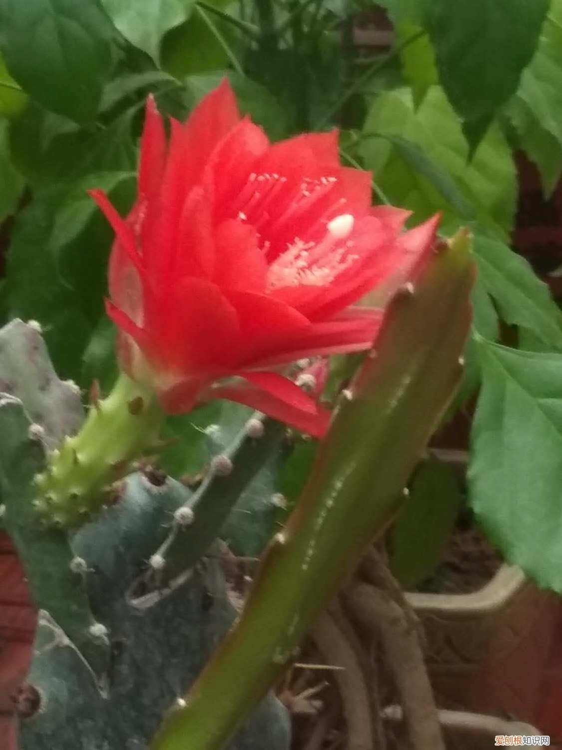 令箭扦插晾根多久生根 令箭扦插晾根多久