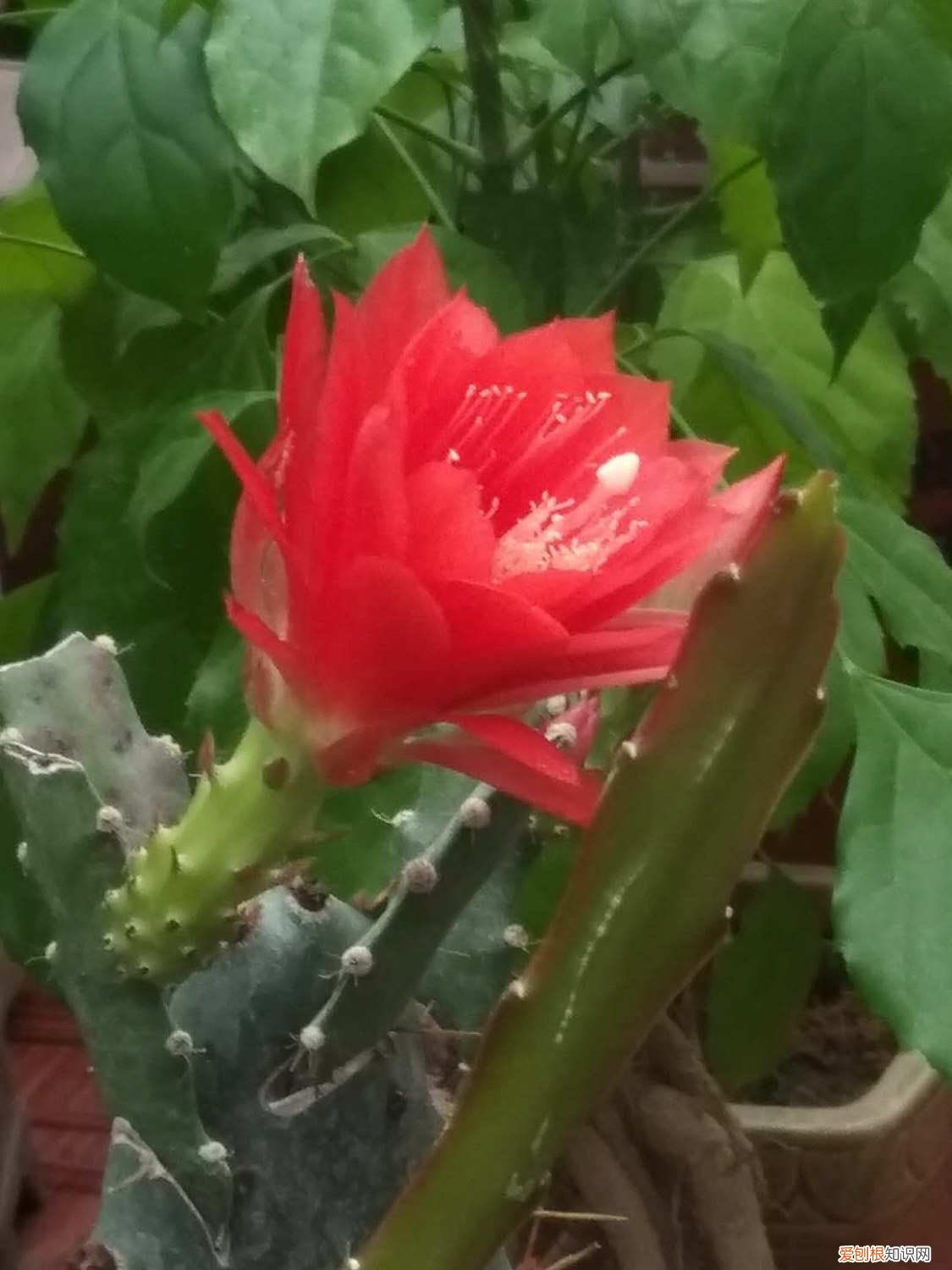 令箭扦插晾根多久生根 令箭扦插晾根多久