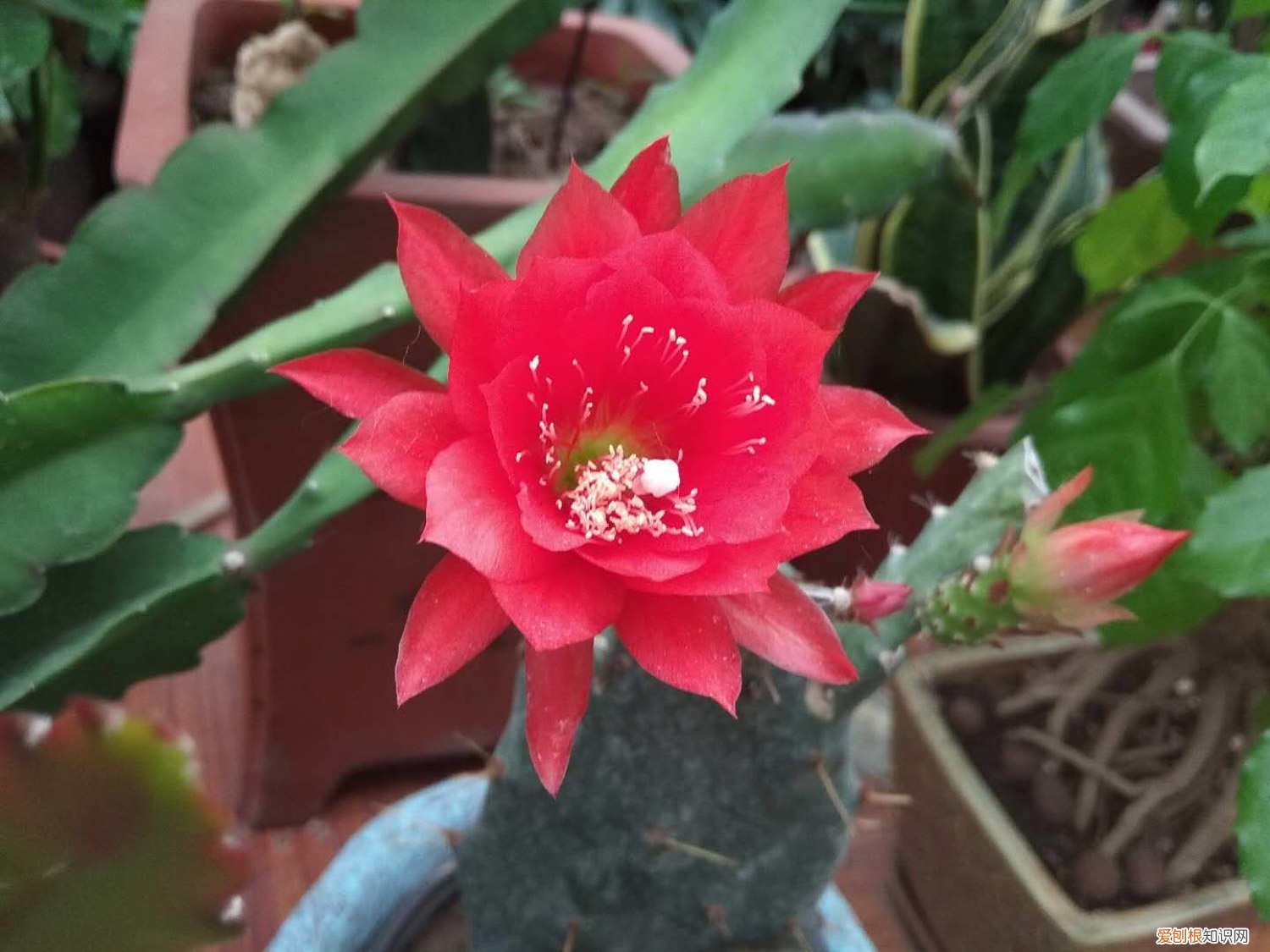 令箭扦插晾根多久生根 令箭扦插晾根多久