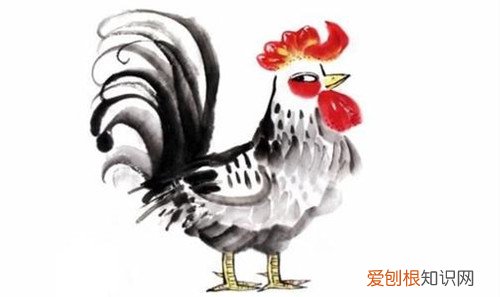 属鸡男和属狗女相配吗 属鸡男和属狗女爱情配吗