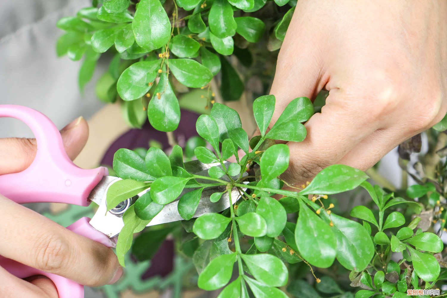 米兰花的养殖方法剪枝视频 米兰花的养殖方法剪枝