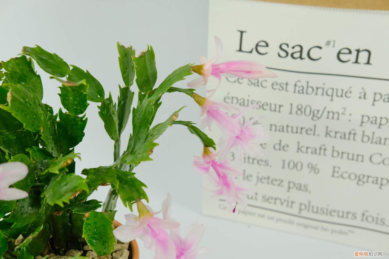 蟹爪兰秋天怎么养才能更旺盛 蟹爪兰秋天怎么养