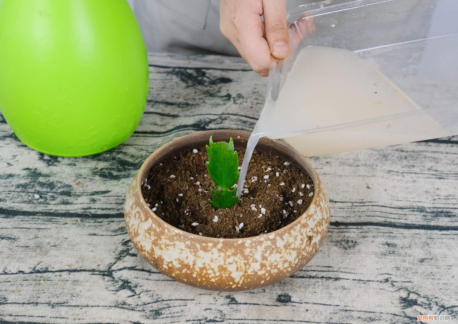 蟹爪兰秋天怎么养才能更旺盛 蟹爪兰秋天怎么养