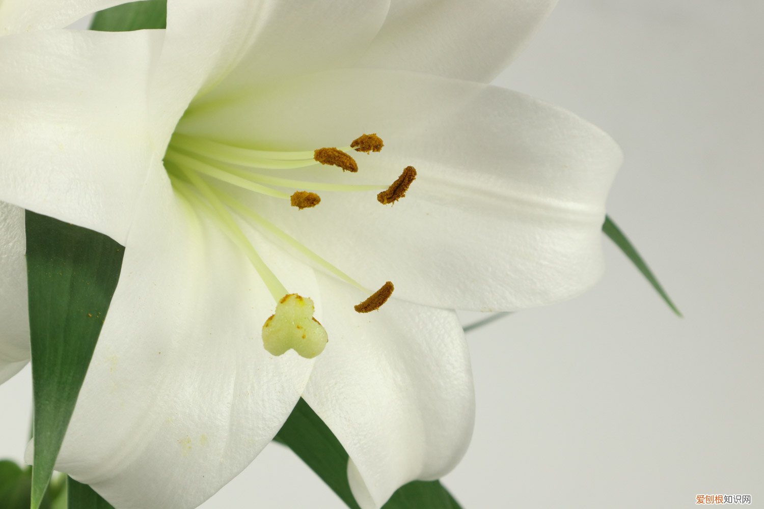 百合秋天能种吗 百合秋天怎么养