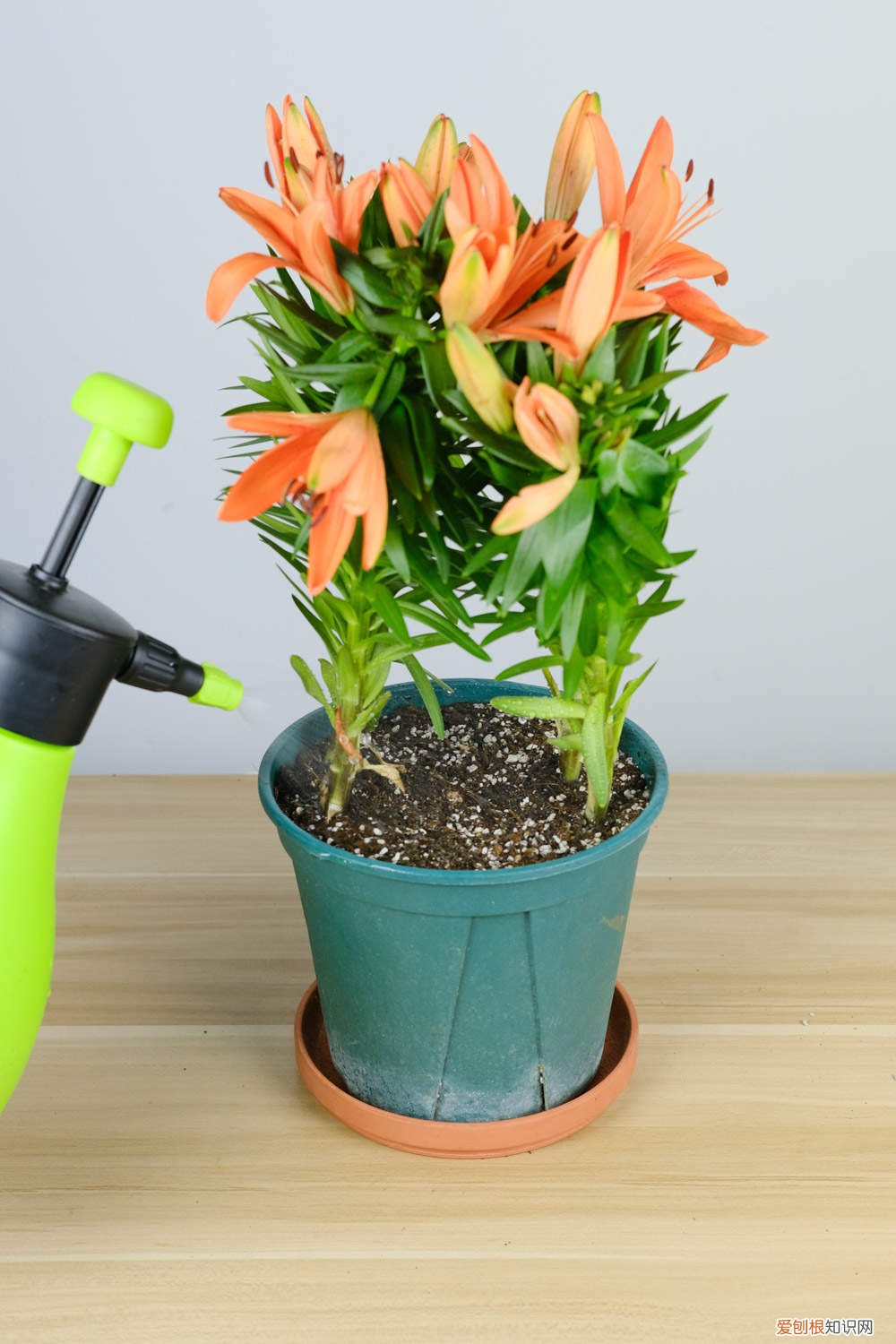 百合秋天能种吗 百合秋天怎么养